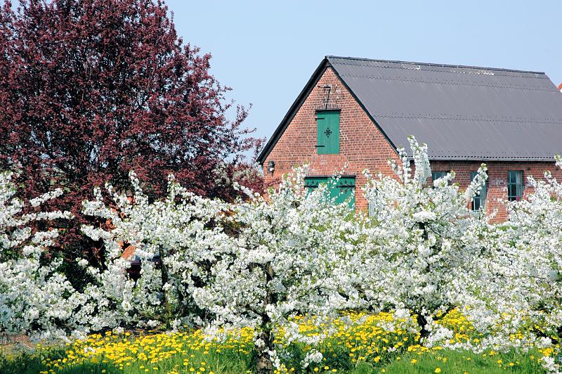 2790_8397 Obstblüte im Hamburger Obstanbaugebiet - Obstbäume in Blüte im Alten Land. | Fruehlingsfotos aus der Hansestadt Hamburg; Vol. 2